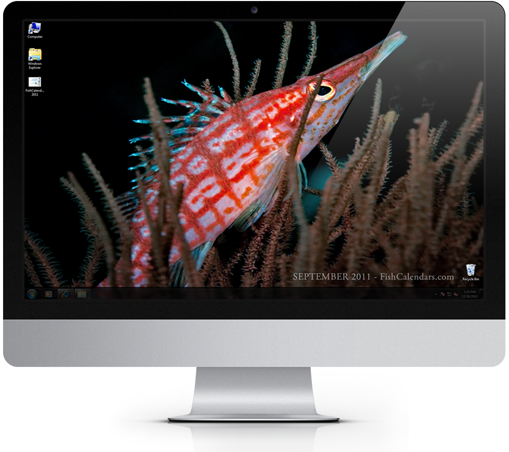 2011 Tropical Fish Calendar Windows Theme