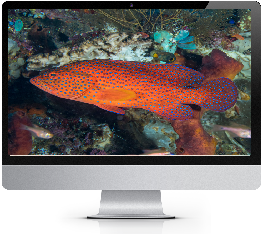 2022 Oceans Treasures Tropical Fish Calendar Windows Theme