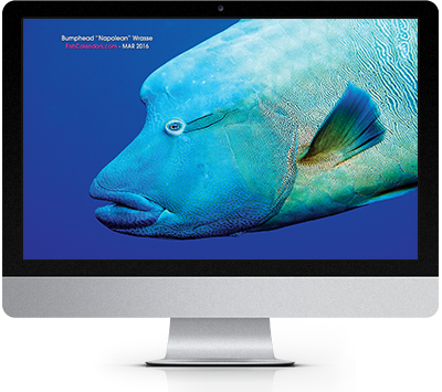 2016 Oceans Treasures Tropical Fish Calendar Windows Theme